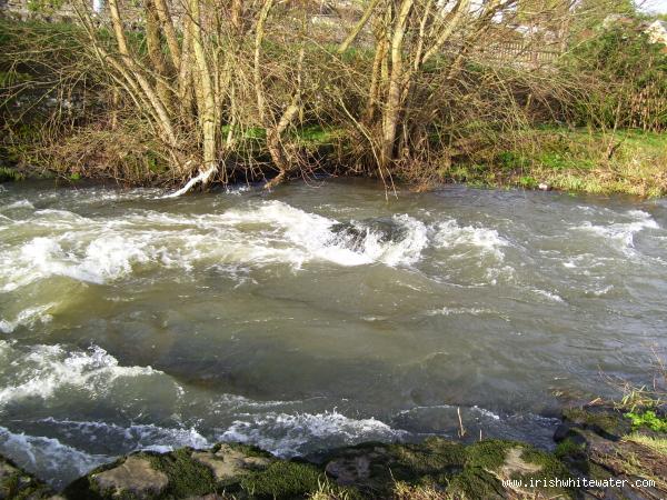  Maigue River - bruree 2