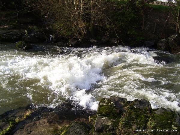  Maigue River - brure 3