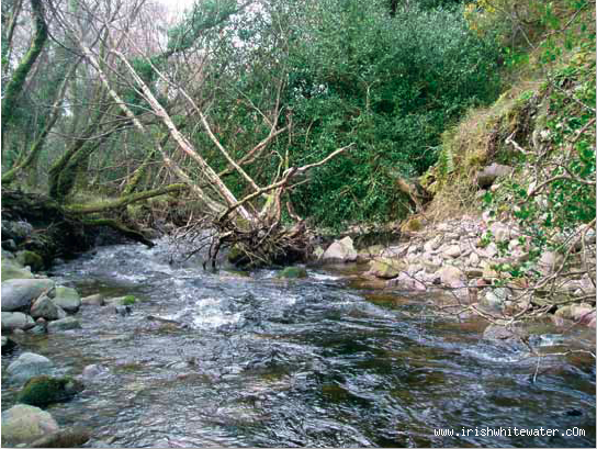  Gaddagh River - MCIB - Fallen Trees