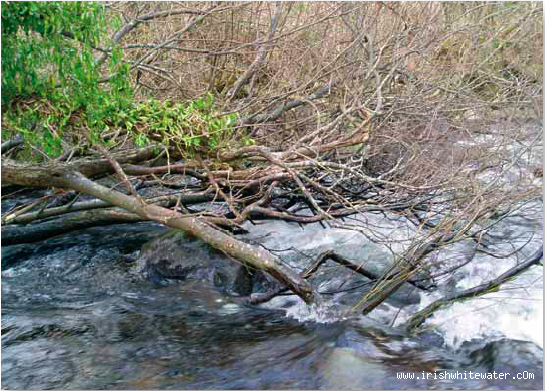  Gaddagh River - MCIB - Down Trees