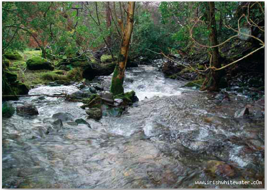  Gaddagh River - Low Water Trees