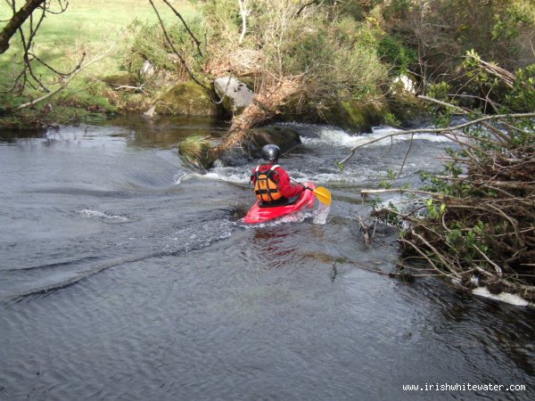  Upper Bandon River - Tree down on River Right @ entrance to S-Bend