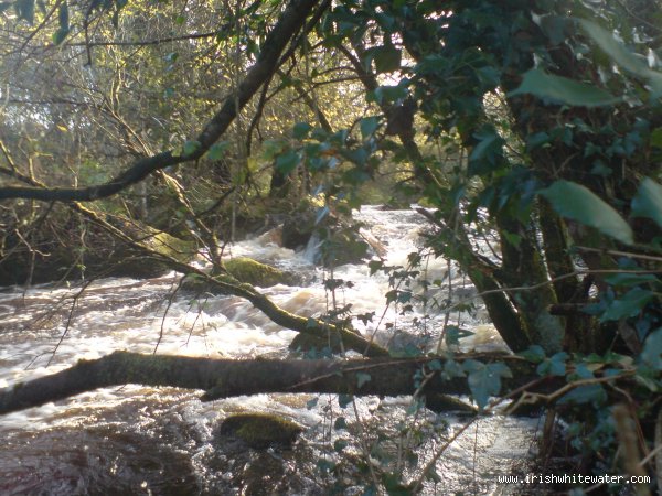  Kip (Loughkip) River - Boulders and trees on the Kip. 