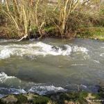 Photo of the Maigue river in County Limerick Ireland. Pictures of Irish whitewater kayaking and canoeing. bruree 2. Photo by tom