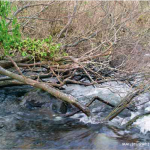  Gaddagh River - MCIB - Down Trees