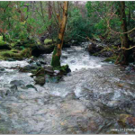 Photo of the Gaddagh river in County Kerry Ireland. Pictures of Irish whitewater kayaking and canoeing. Low Water Trees. Photo by Seanie