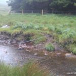  Upper Owenglin River - The main Sheep fence and barbed wire at the end of the forestry section with no water.