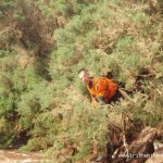 Photo of the Bunhowna river in County Mayo Ireland. Pictures of Irish whitewater kayaking and canoeing. Advanced scouting 101. Photo by Graham Clarke