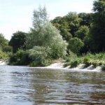  Nore River - Kilkenny Castle Weir: Centre Section..very overgrown