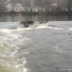 Photo of the Lee river in County Cork Ireland. Pictures of Irish whitewater kayaking and canoeing. the tree is acting as a plough and making a nice wave. Photo by John