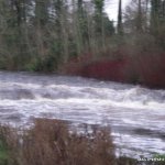  Brosna River - Poor photo, fading light