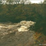  Avonmore (Annamoe) River - jackson falls at approximately 300 on the gauge, the water is running around the rescue tree. taken from river right (jacksons is about 3mtrs below green wave