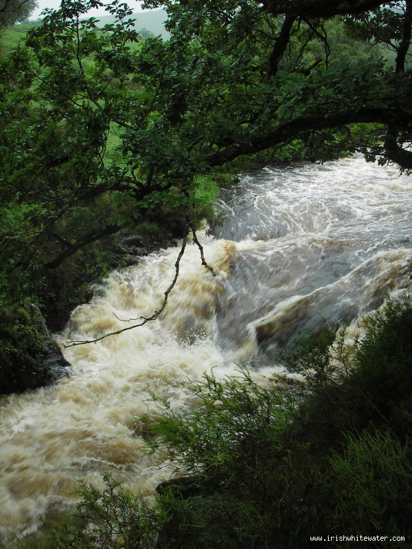  Avonmore (Annamoe) River - jacksons 5pm 5/07/08
no-one fancied it.