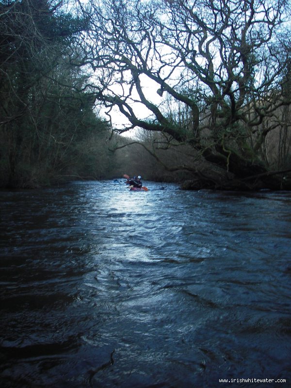  Aughrim River - tree section